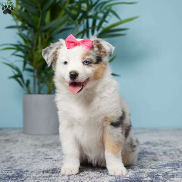 Lilly, Miniature Australian Shepherd Puppy